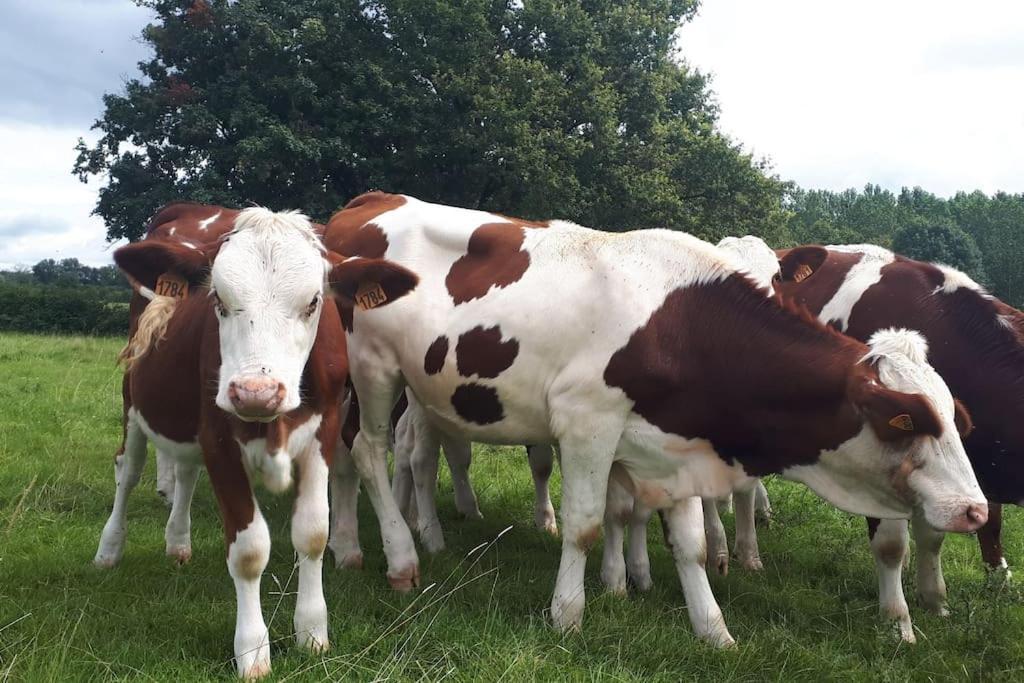Gite A La Ferme, Avec Animaux, Fromages Et Nature Neuville-les-Decize Exteriör bild