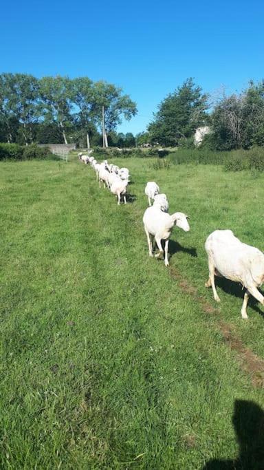Gite A La Ferme, Avec Animaux, Fromages Et Nature Neuville-les-Decize Exteriör bild